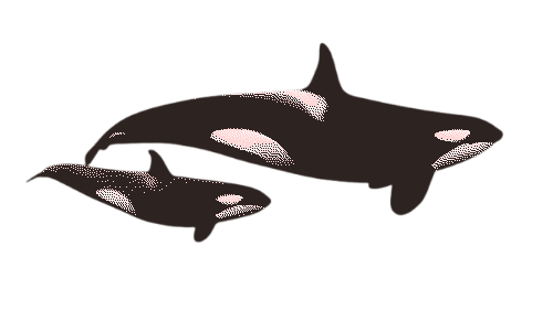 Female orcas give birth every three to ten years. The gestation period is very long, and it lasts for 15-18 months and births occur in any part of the year, but most often occur in the winter season in their respective regions.