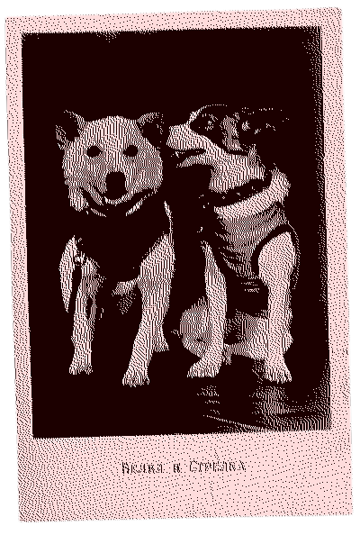 Belka (Белка, literally, 'squirrel', or alternatively 'Whitey') and Strelka (Стрелка, 'Arrow') were dogs that spent a day in space aboard Korabl-Sputnik 2 (Sputnik 5) on 19 August 1960 before safely returning to Earth. They were the first higher living organisms to survive an orbital trip in outer space.
